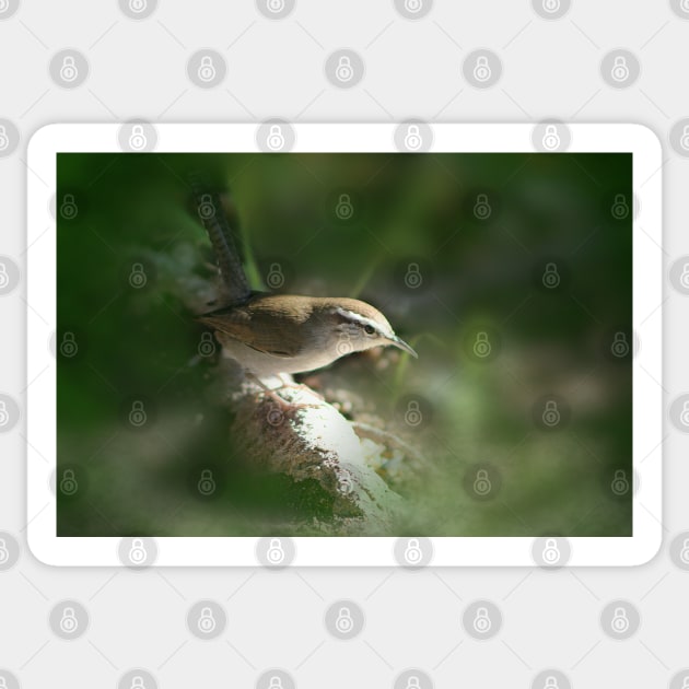 Beswick's Wren in Green Sticker by ButterflyInTheAttic